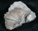 Platystrophia Brachiopod Fossil From Kentucky #6613-1